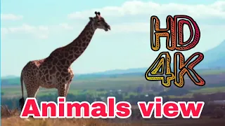 animal planet full episodes Our Planet | From Deserts to Grasslands | FULL EPISODE | Netflix