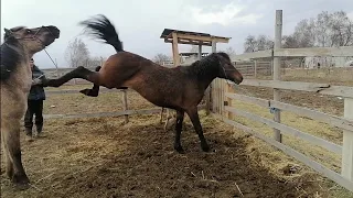 кобылу пробуем покрыть, 10 ый день после выжеребки.