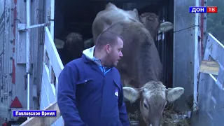 Швицкая порода коров в с. Бабка. г. Павловск Воронежской обл.