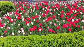 Севастопольские тюльпаны