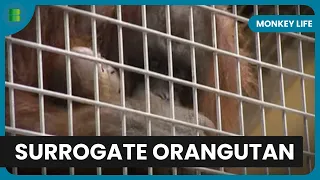 Orangutan Surrogate Struggles - Monkey Life - S01 EP07 - Documentary