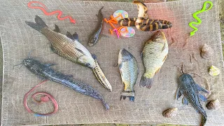 Kem Chanel ra ao kéo vó gặp con vịt to, con cá, cá chép, cá trê, cá trắm, cá vàng, súng nước con cua