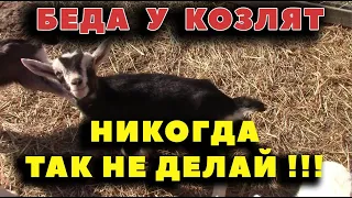 Страшная ошибка в содержании козлят!