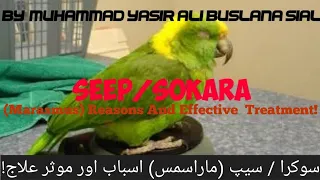 (سوکرا / سیپ (ماراسمس) اسباب اور موثر علاج!) Sokra/Seep (Marasmus) Reasons And Effective Treatment!