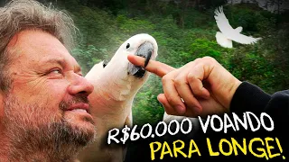 CACATUAS SOLTAS: ANIMAIS DE R$60.000 VOANDO LIVRE!