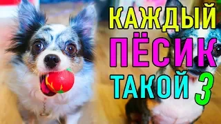 КАЖДЫЙ ПЕСИК ТАКОЙ 3 | ПАРОДИЯ Magic Pets