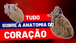 Aula prática sobre ANATOMIA DO CORAÇÃO!!!