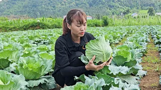 Harvest Fresh Cabbage Garden Goes to the market sell - Daily Life In Farm | Lý Thị Mùi