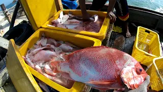 Sensasi kakap merah, lama gak mancing tangan gatal!