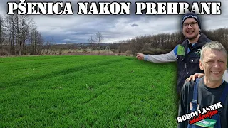 OKOLOKUĆNI POSLOVI #27 - PŠENICA SE PREPORODILA!! UČIMO TELAD OD 10 DANA DA JEDU BRAŠNO!!