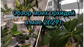 Обзор моих орхидей в мае 2024 г.#обзор#цветы#original#орхидеи#plants