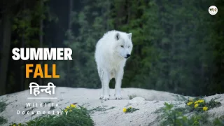 Summer Fall - हिन्दी डॉक्यूमेंट्री | Animal Planet Hindi documentary, Full Episode