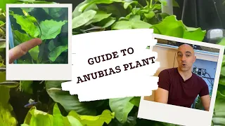 Guide to Growing Anubias Plants