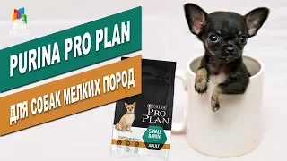 Pro Plan для собак мелких пород | Обзор корма для собак мелких пород Dog food for small dogs review