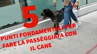 5 punti fondamentali per fare una passeggiata corretta con il cane