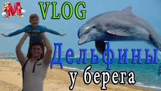 VLOG Затока ДЕЛЬФИНЫ / Hello Mark / We saw dolphins