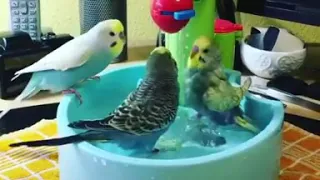 Muhabbet kuşu banyo sefası...