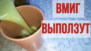 Глисты вмиг покинут кишечник. Аскариды, паразиты, грибки.