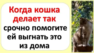 Когда кошка делает так, срочно помогите ей выгнать это из дома. Почему кот спит на человеке, позы