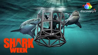 What The...!? Living Among Sharks!  | Shark House | discovery+