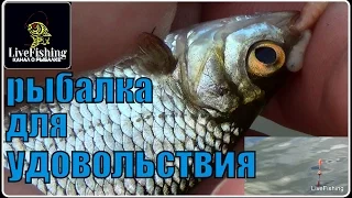 Рыбалка для удовольствия. Пикер. Поплавок. (LiveFishing)