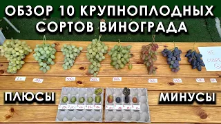 Обзор 10 крупноплодных сортов винограда. Плюсы и минусы #ТриЭкоВиноградник