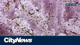 Vancouver’s cherry blossoms begin to bloom