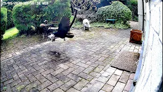 Crow steals cat's rabbit