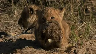 WE SafariLive- The new cubs meet the Birmingham Pride for the first time!