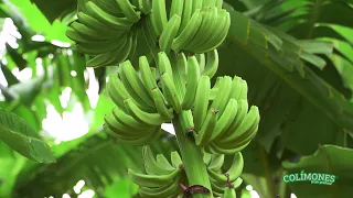 Colimones fresh produce - Cavendish bananas