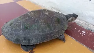 liberación  de una tortuga  del río magdalena ( podocnemis lewyana  ) gracias  a los  pescadores