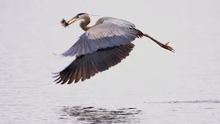 Great blue heron catching and eating fish