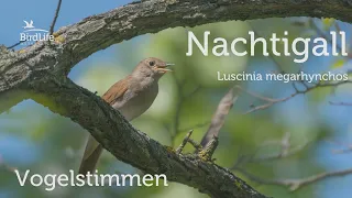 Vogelstimmen: So singt die Nachtigall