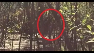 Lettuce Lake Skunk Ape Enhanced Footage