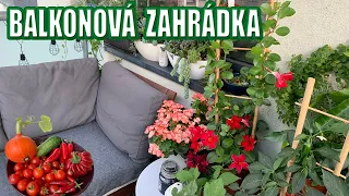 Balkonová zahrádka. Co pěstuju na balkoně? Pokojovky na balkoně. Tipy pro malý balkon.