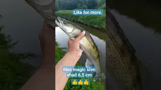 illex POWER,magic slim shad