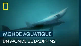 Le dauphin, un animal social