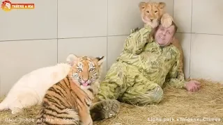 Милые котята - львята и тигрята. Наслаждайтесь позитивом. Тайган. INCREDIBLY CUTE - predators cubs