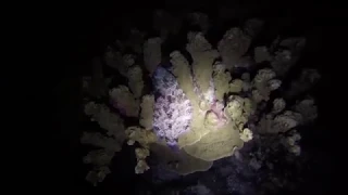 Night Dive Spearfishing in the Marshall Islands [ep1] MAJURO ATOLL