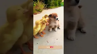 Friendship/ puppy and ducklings. A beautiful moment #3291 - #shorts