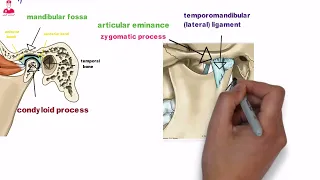 شرح أجزاء مفصل ال TMJ