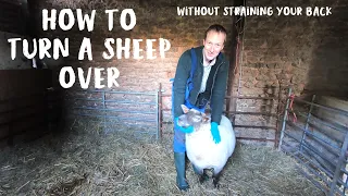 How to turn a sheep over manually without straining your back.