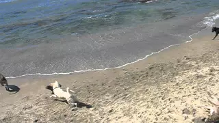 Tel Aviv - Dogs Playing on the Beach