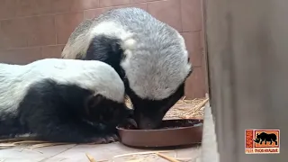 Safari Park Dvůr Králové: Mládě medojeda kapského