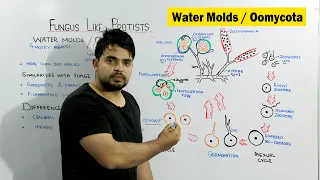 Water molds/ Oomycota | Fungus Like Protists | Chapter Protista and Fungi