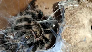 кормление Джесси - самка паука птицееда (Brachypelma albopilosum или брахипельма альбопилосум)