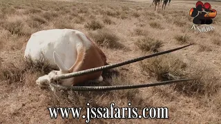 Scimitar horned Oryx hunted 2018 wit JS Safaris