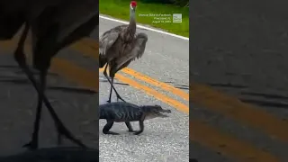 Cranes escort an alligator across the road