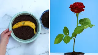 5 Innovative Hacks to Grow Roses at Home!! Blossom