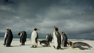 Penguins/Wind